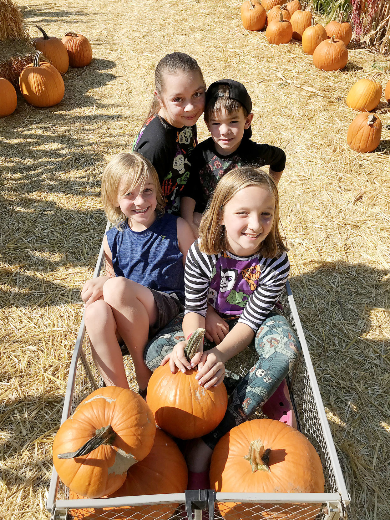 Pumpkin Patch